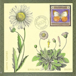 Shasta Gänseblümchen & Englische Daisy Flora Botanical mit Orangen Wander Schmetterling - Oversized Postkarte PSS 5713
