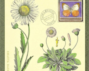 May include: Vintage botanical illustration of two types of daisies, Shasta Daisy and English Daisy, with a stamp featuring an orange butterfly. The stamp reads "Flora & Fauna May 23, 1707 Poste" and "8 Pieridae 8 Orange Migrant".