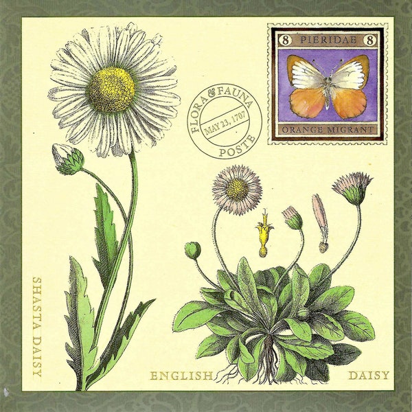 Shasta Gänseblümchen & Englische Daisy Flora Botanical mit Orangen Wander Schmetterling - Oversized Postkarte PSS 5713