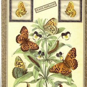 Insect Vintage Postcard Butterflies, Caterpillar & Chrysalis and Marble Fritillary Insecta, Papillon Art Postcard PSS2048