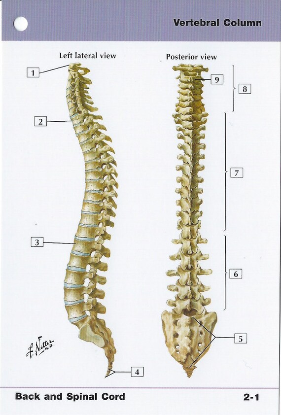 vertebral column anatomy flash