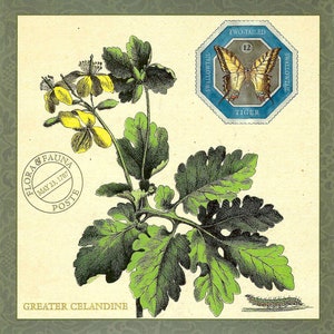 Schöllkraut Flora Botanical mit Two Tailed Tiger Swallow Tail Butterfly - Übergroße Postkarte PSS 5714
