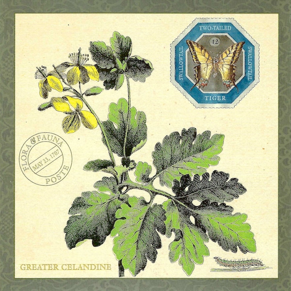 Schöllkraut Flora Botanical mit Two Tailed Tiger Swallow Tail Butterfly - Übergroße Postkarte PSS 5714