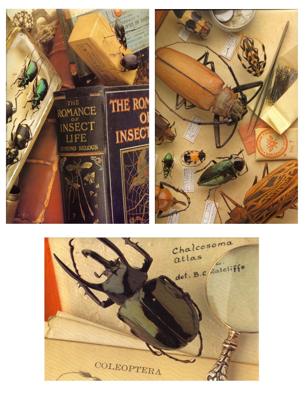 Paper Collage Insects Insect Collages Digital Instant Download for Scrapbooking, Paper Arts ...