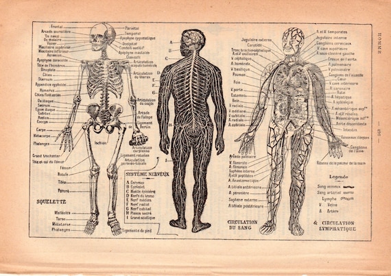 Human Anatomy & Physiology a Rare Antique Book Page | Etsy