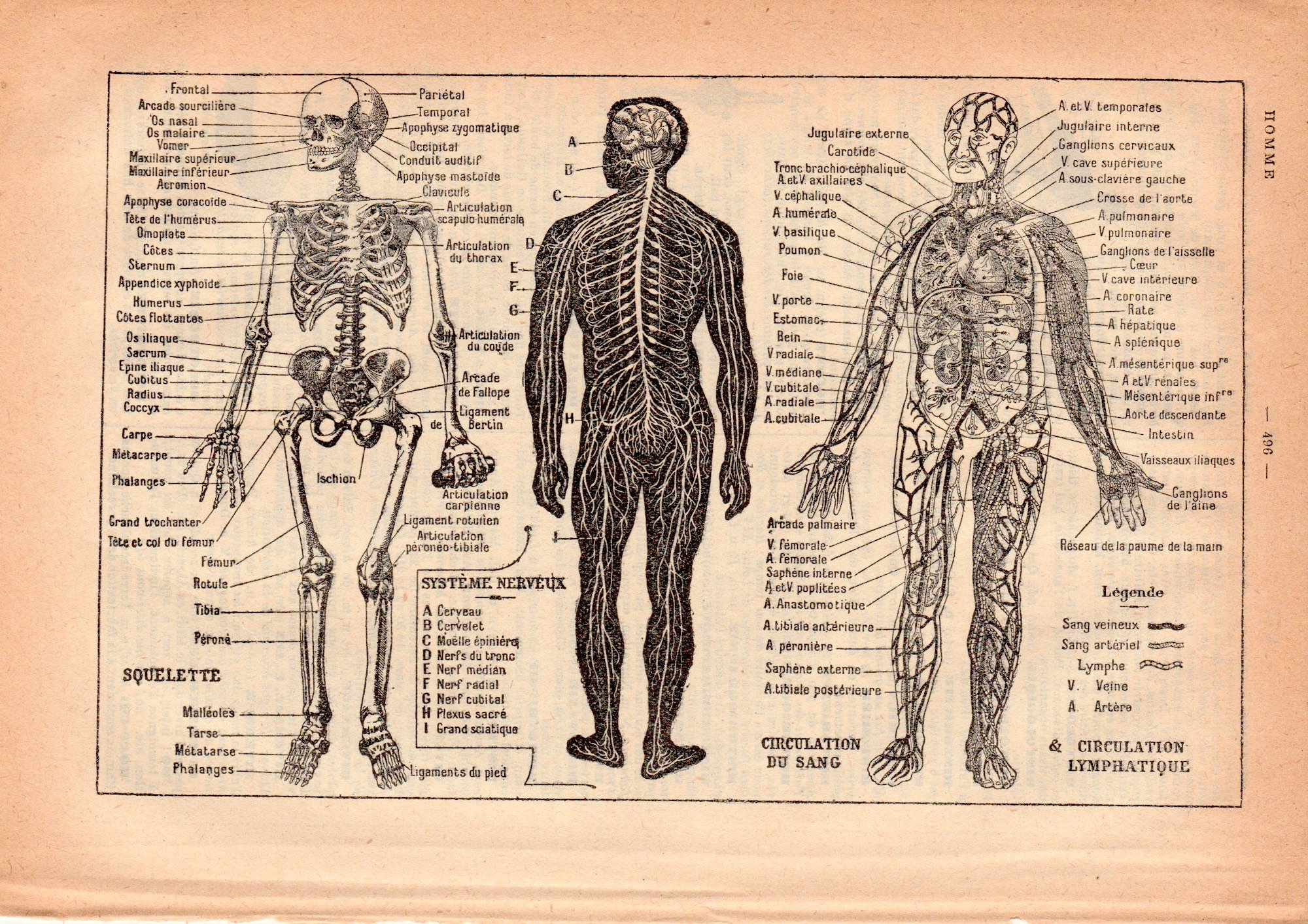 Human Anatomy \u0026 Physiology a Rare Antique Book Page Illustration from 1926  French Dictionary, Homme Illustration PSS 4933, image size:2000x1413