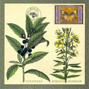 Pokeweed & Evening Primrose Flora Botanical with Delias Butterfly - Oversized Postcard PSS 5720