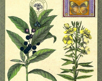 Pokeweed & Evening Primrose Flora Botanical with Delias Butterfly - Oversized Postcard PSS 5720