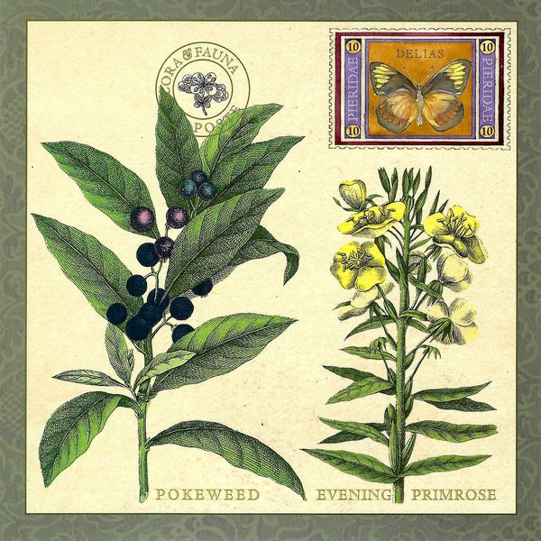 Kermesbeere & Nachtkerze Flora Botanical mit Delias Schmetterling - Oversized Postkarte PSS 5720