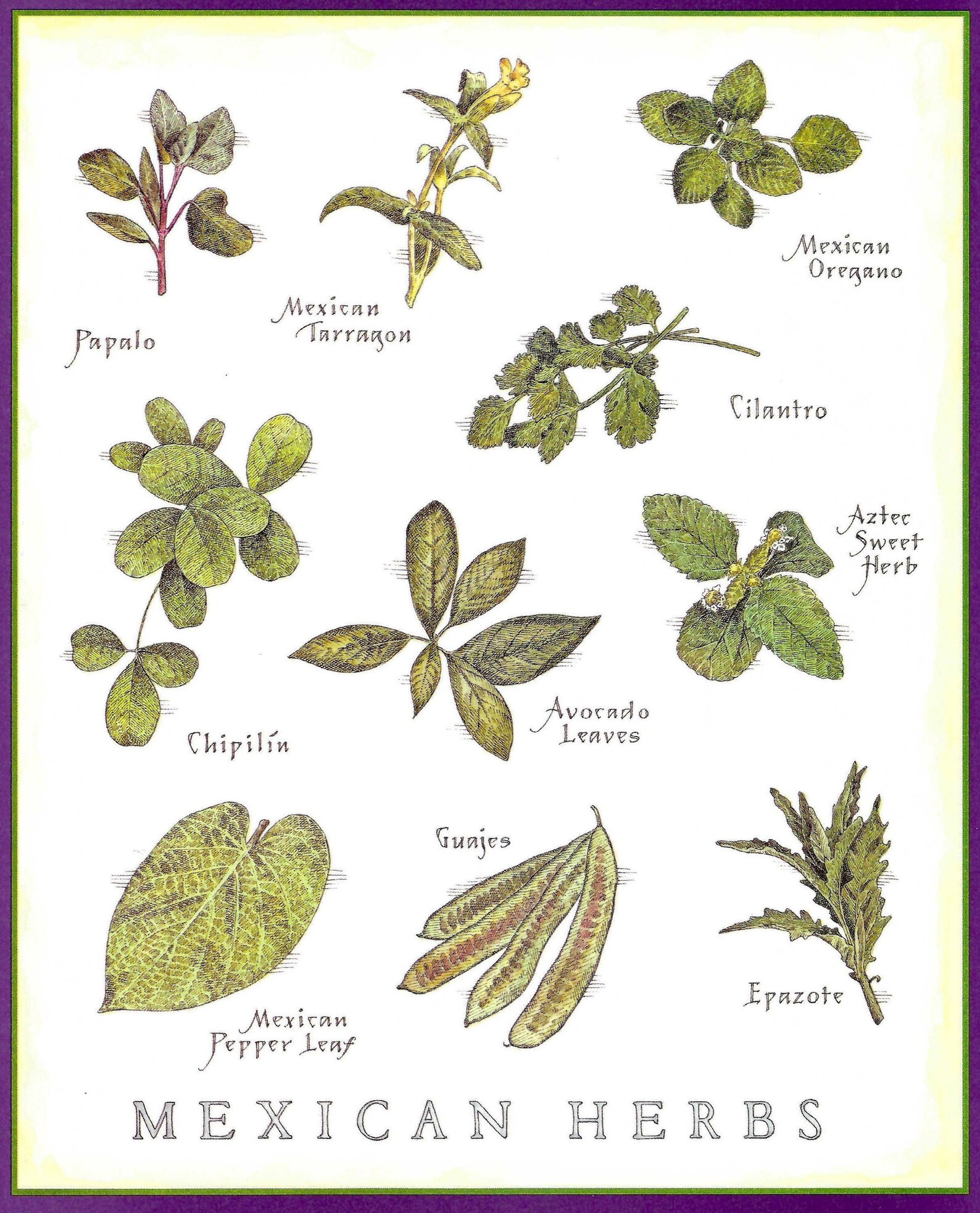 Mexican Herbs Chart Poster by John Burgoyne for Cook's Etsy