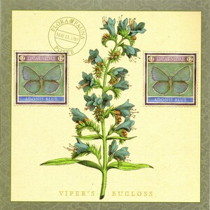 Viper es Bugloss Flora Botanical & Adonis Blue Butterfly Fauna-Oversized Postcard PSS 1842
