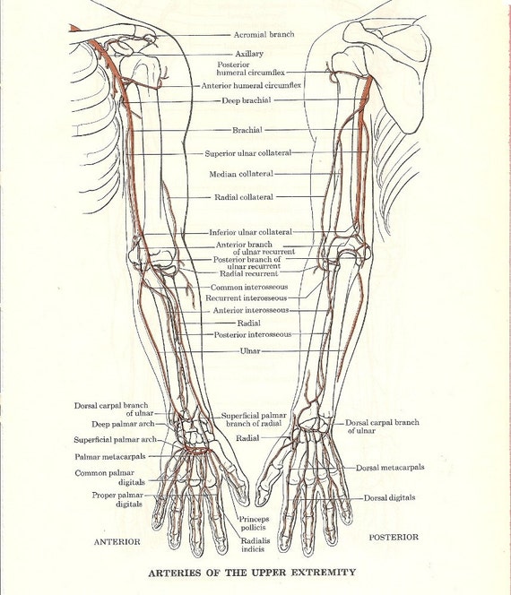 Upper Leg Anatomy Chart