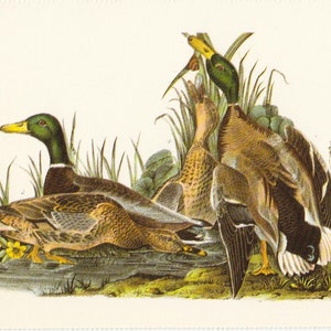 Audubon Mallard Postcard to Frame or for Paper Arts, Scrapbooking, Collage, Mixed Media, Junk Journals PSS 5014