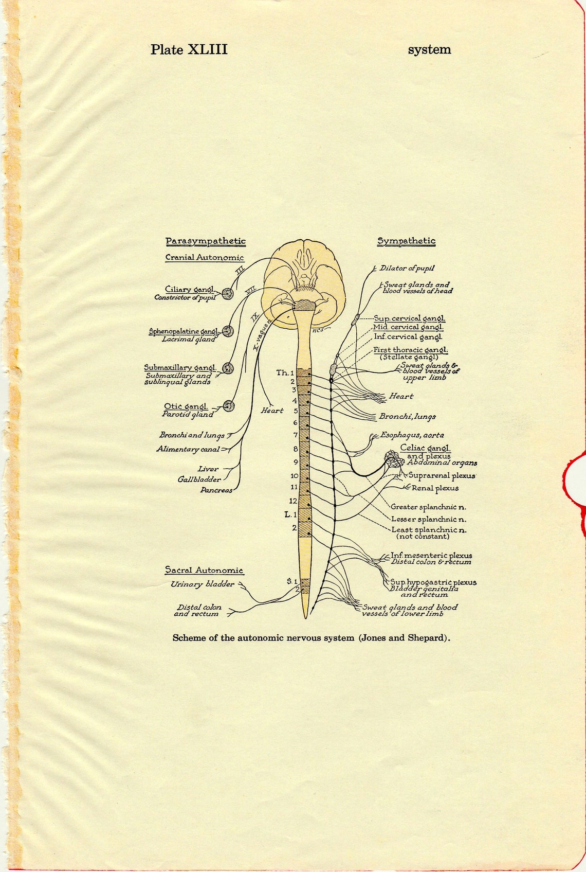 Human Anatomy Autonomic Nervous System Vintage Medical Anatomy - Etsy