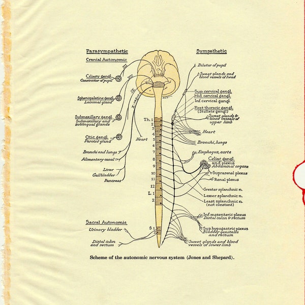 Human Anatomy Autonomic Nervous System Vintage Medical Anatomy Illustration to Frame or for Collage, Scrapbooking, Paper Arts PSS 4796