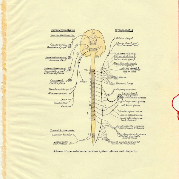 Autonomic Nervous System Chart - Etsy
