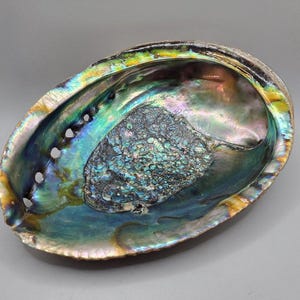 May include: An oval abalone shell featuring a highly iridescent interior with swirling shades of deep blue, vibrant green, and purple. The surface displays a natural, textured, and pearlescent finish with a series of small, aligned holes along one edge.