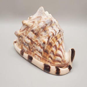 Pode incluir: Uma concha grande e ornamentada com uma superfície texturizada. A concha apresenta uma mistura de tons bege, castanho e branco com listras castanhas escuras ao longo da borda. A forma da concha é irregular e tem um topo pontiagudo.