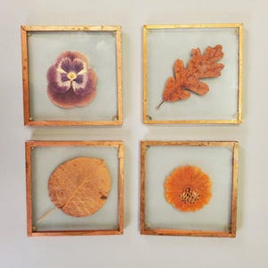 Puede incluir: Cuatro piezas de arte botánico enmarcadas cuadradas. Cada marco tiene un marco de metal dorado y contiene una flor u hoja prensada. Los especímenes botánicos incluyen un pensamiento morado, una hoja de roble, una hoja redonda y una flor naranja.