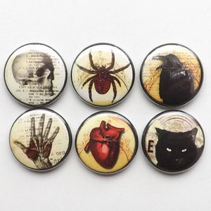 May include: Six round buttons with black borders and vintage-style illustrations. The illustrations include a skull, a spider, a raven, a hand skeleton, a heart, and a black cat.