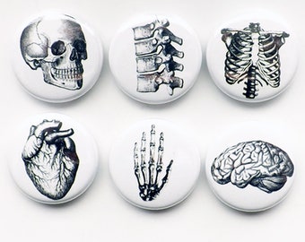 Human Anatomy teacher gift Magnets brain skull anatomical heart vertebrae body geekery pins stocking stuffer brain party favors medical goth