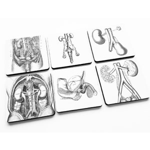 May include: Set of six black and white anatomical illustrations printed on coasters. The illustrations depict various parts of the human body, including the kidneys, bladder, and reproductive organs.