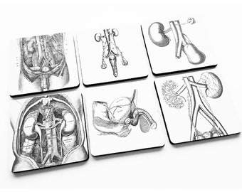 Urology Coasters medical gift human anatomy doctor nurse school graduation party favor goth md rn pa bladder kidney urologist student dorm