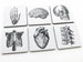 Anatomy Coasters hostess gift graduation doctor nursing medical student cardiology skull anatomical heart party favors geekery teacher goth