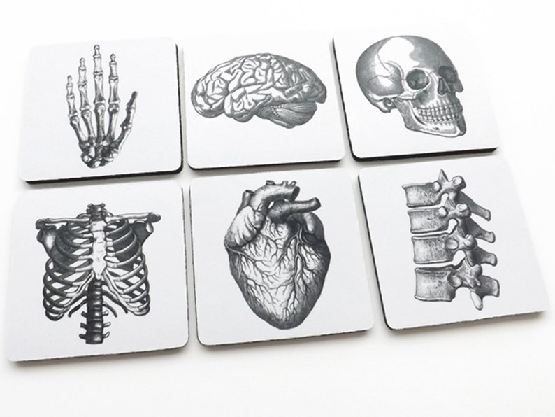 Anatomy Coasters hostess gift graduation doctor nursing medical student cardiology skull anatomical heart party favors geekery teacher goth image 2