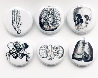 Human Body Anatomy Magnets physician assistant doctor gift skull foot graduation geek button pins kidney lungs party favor greys goth