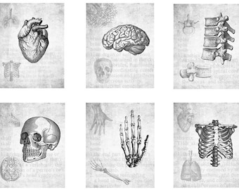 Medical Anatomy Prints set of six unframed anatomical heart brain spine skull hand ribcage graduation gift white coat ceremony doctor goth