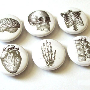 Anatomy Magnet Set graduation gift doctor student nurse medical anatomical heart skull halloween party favors stocking stuffer goth men Bild 2