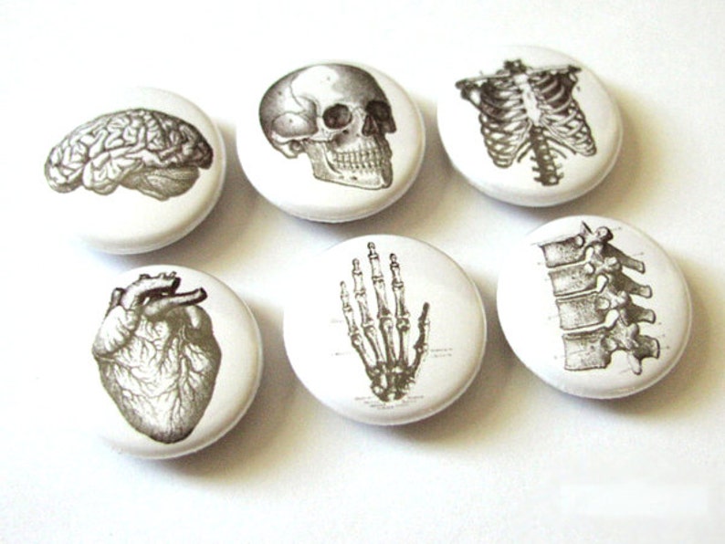 Anatomy Magnet Set graduation gift doctor student nurse medical anatomical heart skull halloween party favors stocking stuffer goth men Bild 2