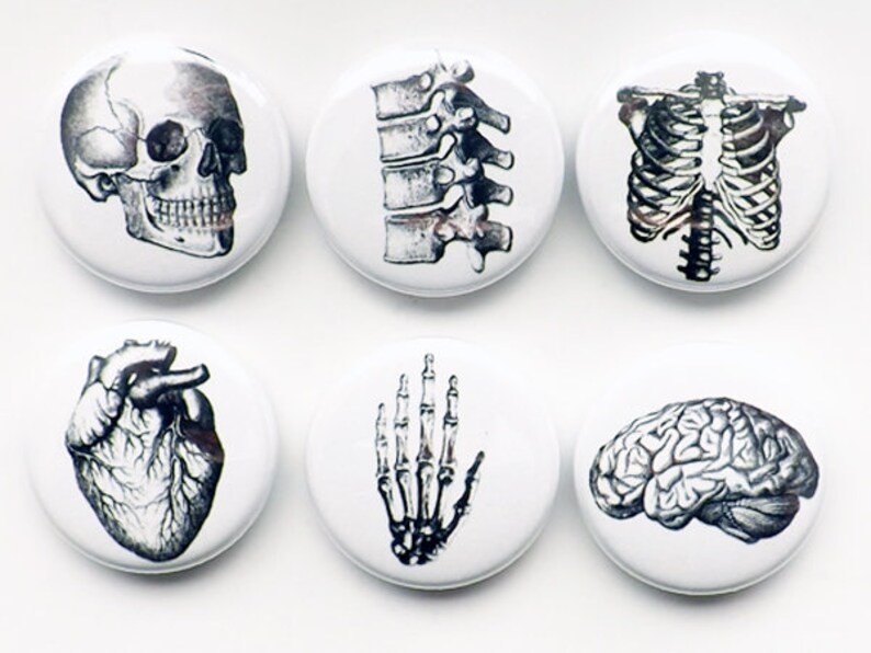 May include: Set of six 1-inch button pins featuring anatomical illustrations of a skull, spine, rib cage, heart, hand skeleton, and brain. The pins are white with black and gray illustrations.