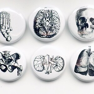 May include: Set of six anatomical illustration buttons featuring a skull, brain, lungs, hand bones, pelvis, and kidneys. The buttons are white with black and gray illustrations.