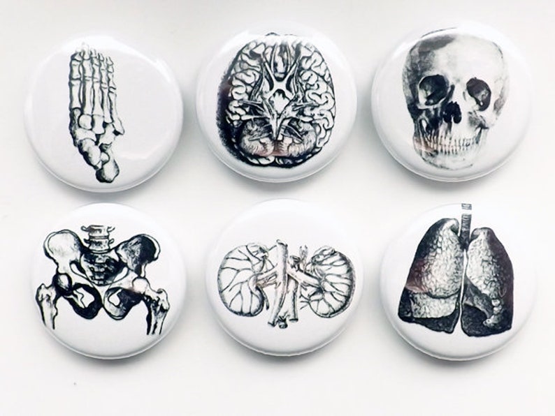 May include: Set of six anatomical illustration buttons featuring a skull, brain, lungs, hand bones, pelvis, and kidneys. The buttons are white with black and gray illustrations.