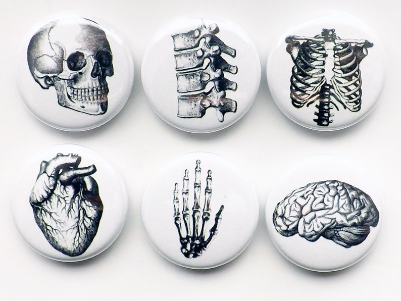 Human Anatomy teacher gift Magnets brain skull anatomical heart vertebrae body geekery pins stocking stuffer brain party favors medical goth 