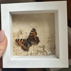 Small Tortoise Shell Butterfly