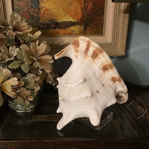 Pode incluir: Uma grande concha branca com listras marrons. A concha é exibida em um suporte de acrílico transparente.