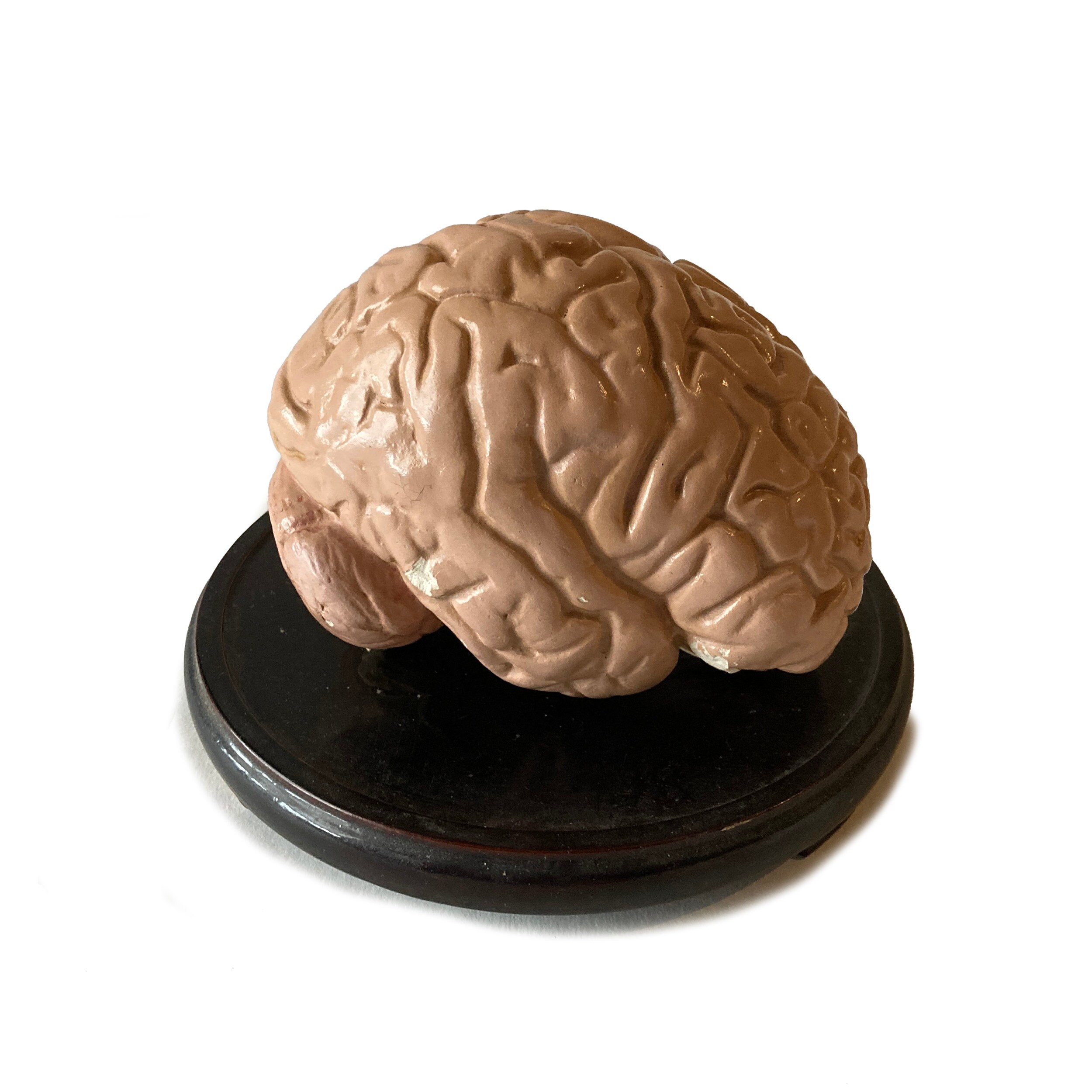 【デザイン抜群】GIRDAN ロンT NUDE BRAIN 入手困難　球数少　L Amazon.com: 1pc Brain Model Disassembled Anatomical Model