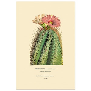 Vintage Flora Print: Echinocactus rhodophthalmus von Walter Hood Fitch vom Curtiss Botanical Magazine, 1850.