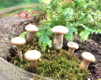 Fairy Terrarium Mini Glass Mushrooms - set of 6