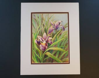 Original Art - Colored Pencil Drawing - Siberian Iris - Fine Art - Floral Painting - Wall Art - Purple Iris - Spring Flower