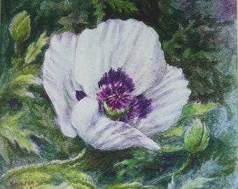 Original Art -  Mixed Media Painting -  White Poppy - Floral - Watercolor and Colored Pencil - Flowers - Wall Art - Home Decor
