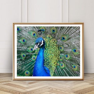 Peacock Beauty Photo - Digital Download - Instant Download - Printable Photography - Nature Art - Male Peacock Photo - Peacock Feathers