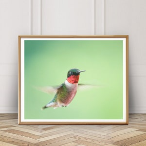 Ruby Throated Hummingbird Photo - Digital Download - Instant Download - Printable Photography - Bird Photo