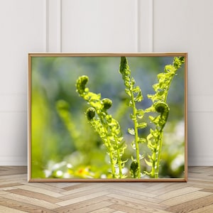 The Unfurling Fern Photo - Digital Download - Instant Download - Printable Photography - Early Morning Light - Nature Art