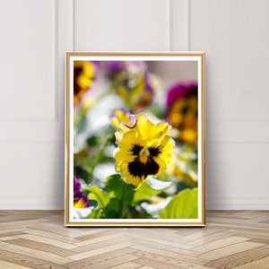Stiefmütterchen Foto - druckbare digitale Download - Instant-Download - Fotografie - Blumen-Foto - Garten Blumen gelb