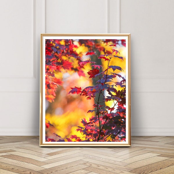 Red Maple Photo - Digital Download - Instant Download - Printable Photography - Autumn Leaves - Fall Color - Japanese Maple