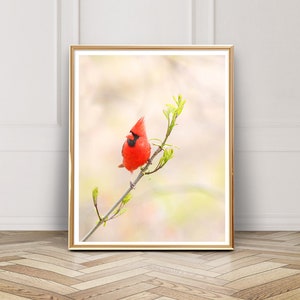 Male Northern Cardinal Photo - Digital Download - Instant Download - Printable Photography - Bird Photo